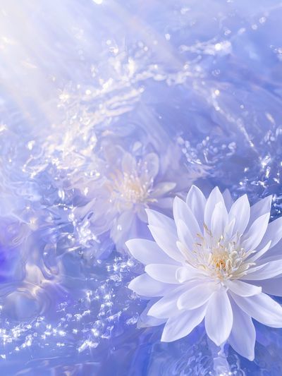 Floating Water Lily Photography Poster.