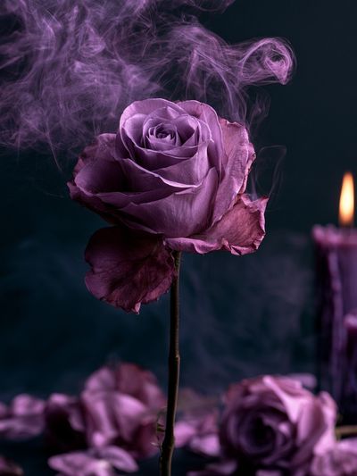 Purple Rose Candlelight Poster.