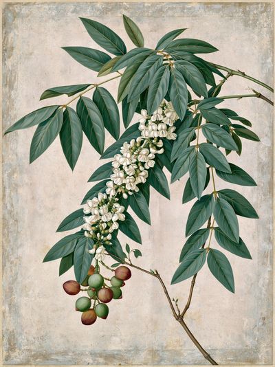 Botanical Branch Study Print. poster