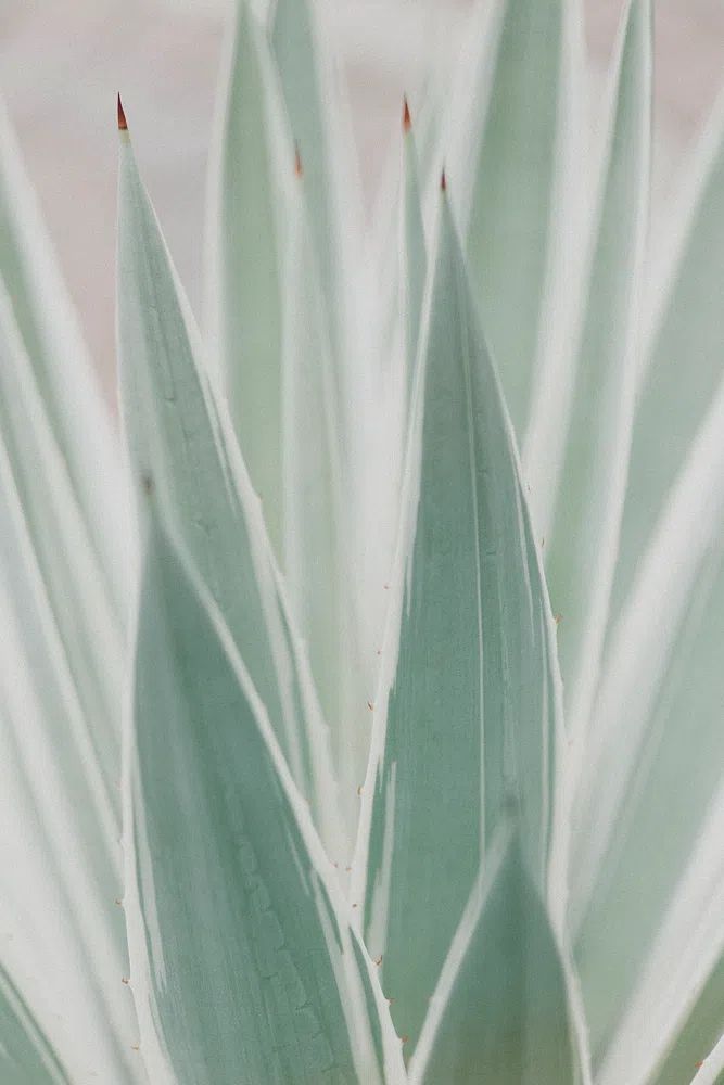 Close Sansevieria plant. poster — botanical art