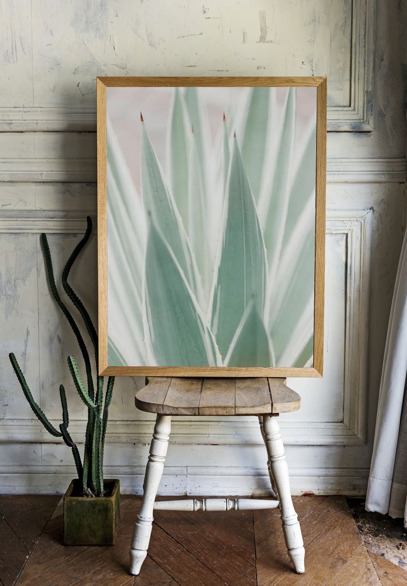 Close Sansevieria plant. room preview