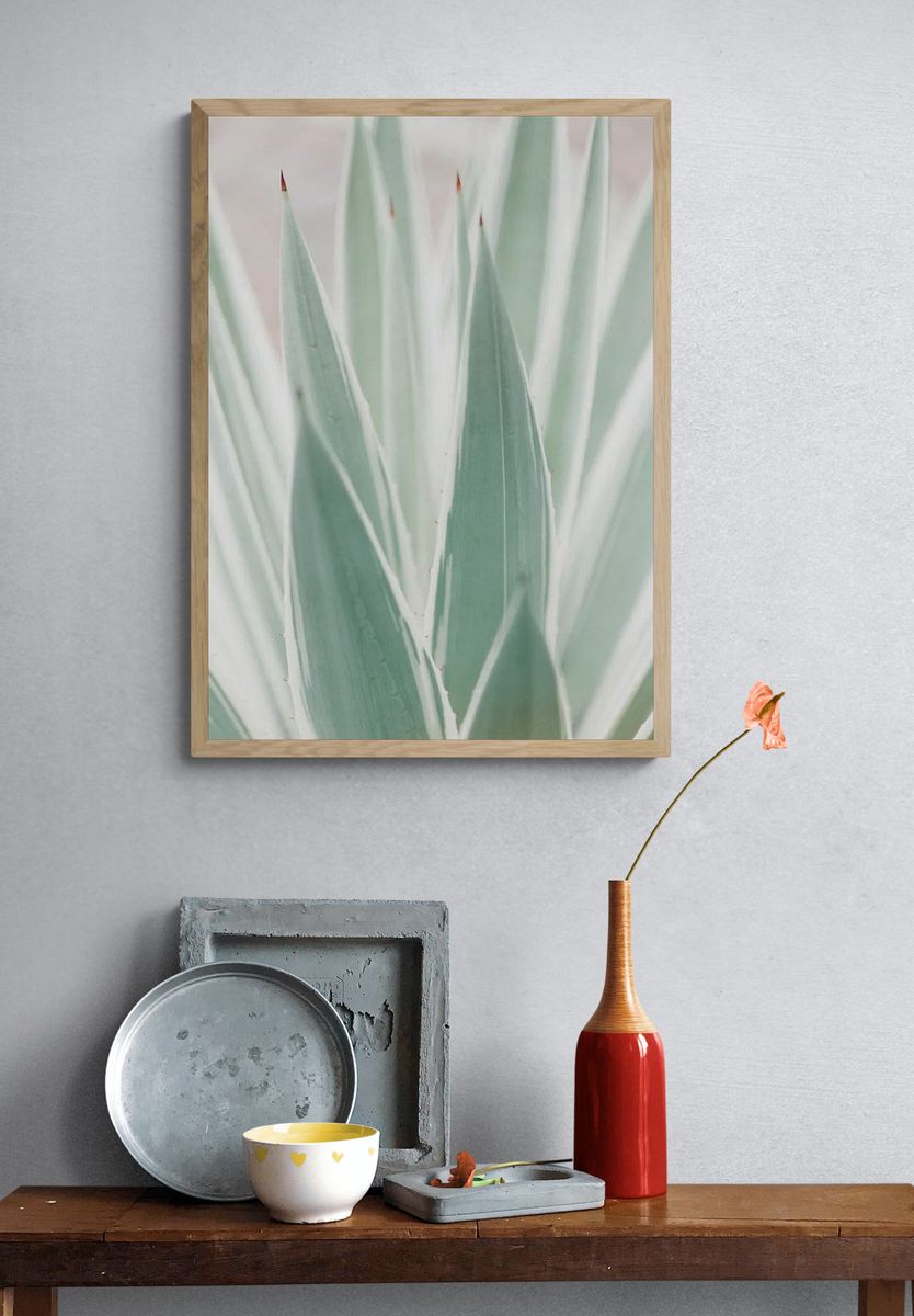 Close Sansevieria plant. — room view 3