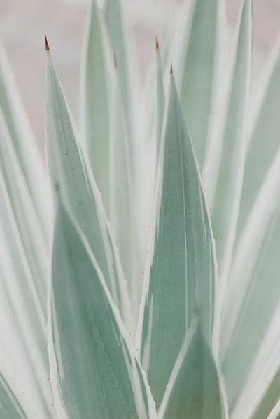 Close Sansevieria plant. poster