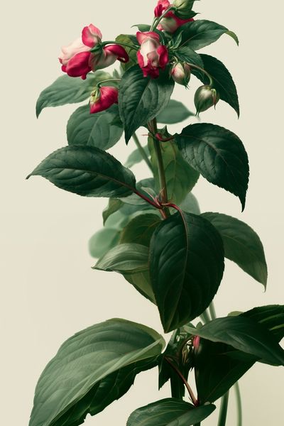 Pink Blossom Botanical Poster.