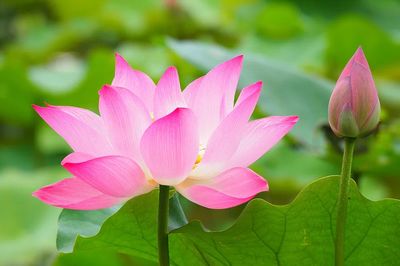 Pink Lotus Bloom Nature Print. poster print