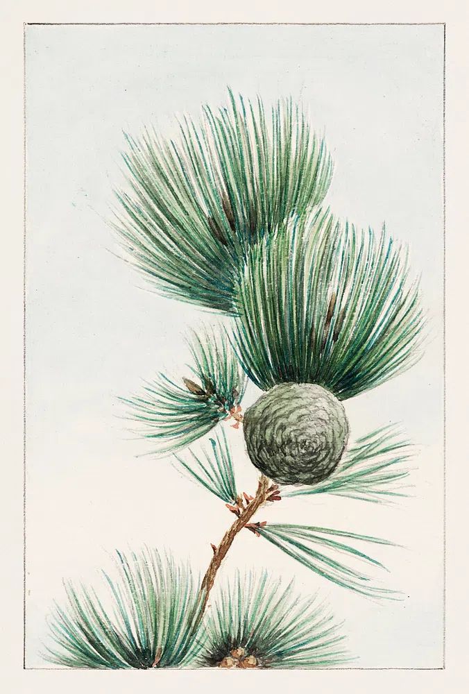 Gayo matsu pine 1870–1880 Megata. poster — botanical art