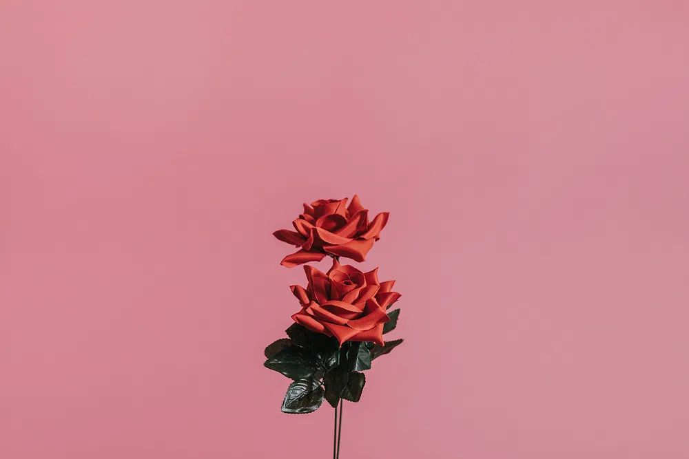 Beautiful red rose valentines day. poster — botanical art