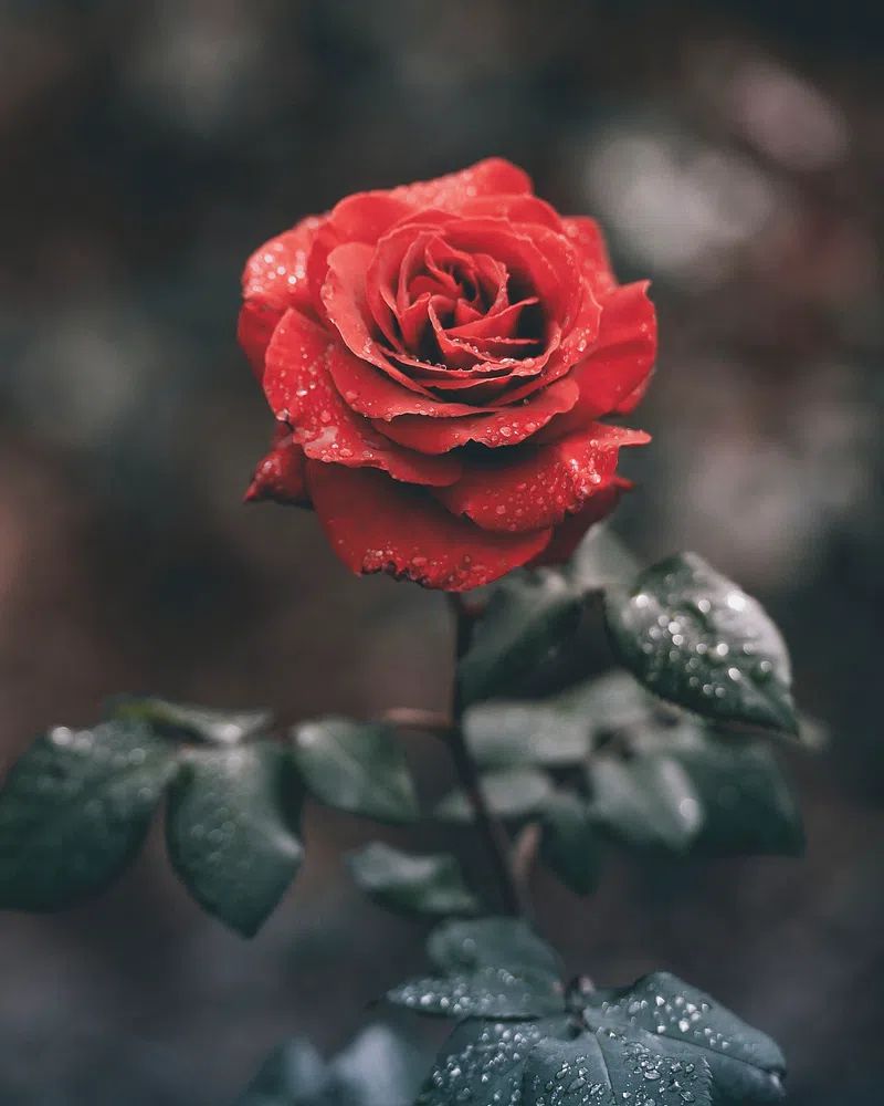 Close-up red rose its petals. poster detail