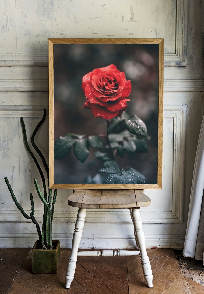 Close-up red rose its petals. room preview