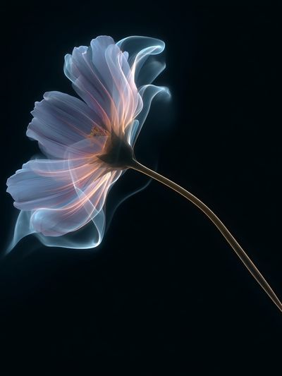 Glowing Flower Abstract Print. poster print