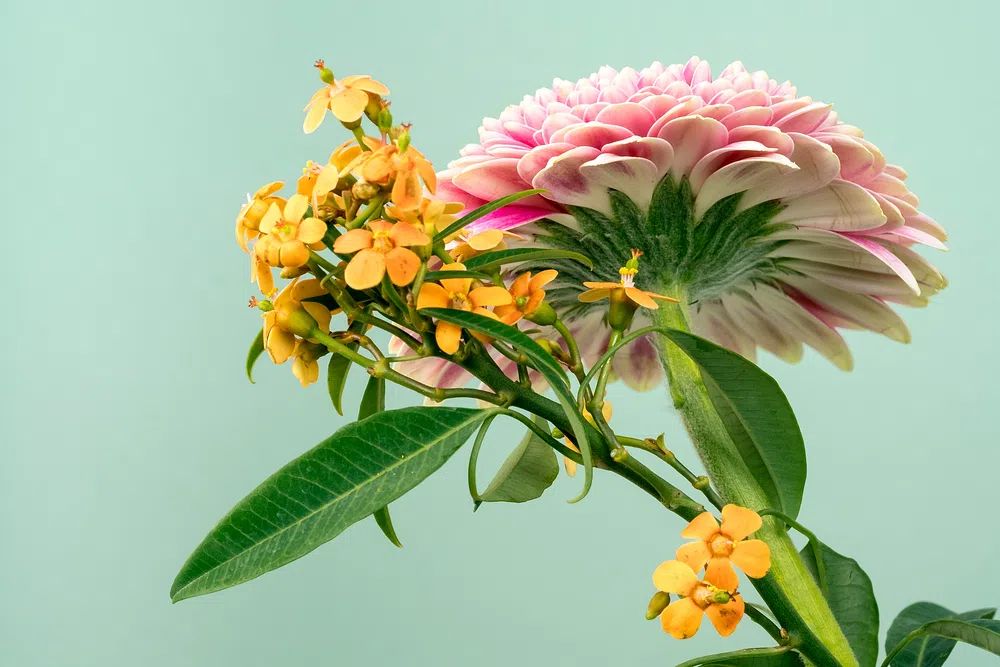 low-angle shot bottom pink dahlia. poster detail