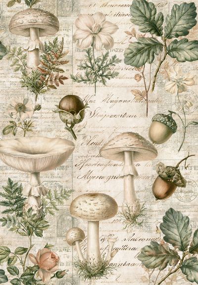 Vintage Mushroom Botanical Print. poster