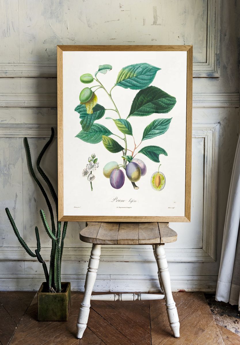 Traité des arbres fruitiers: Prune. — room view 1