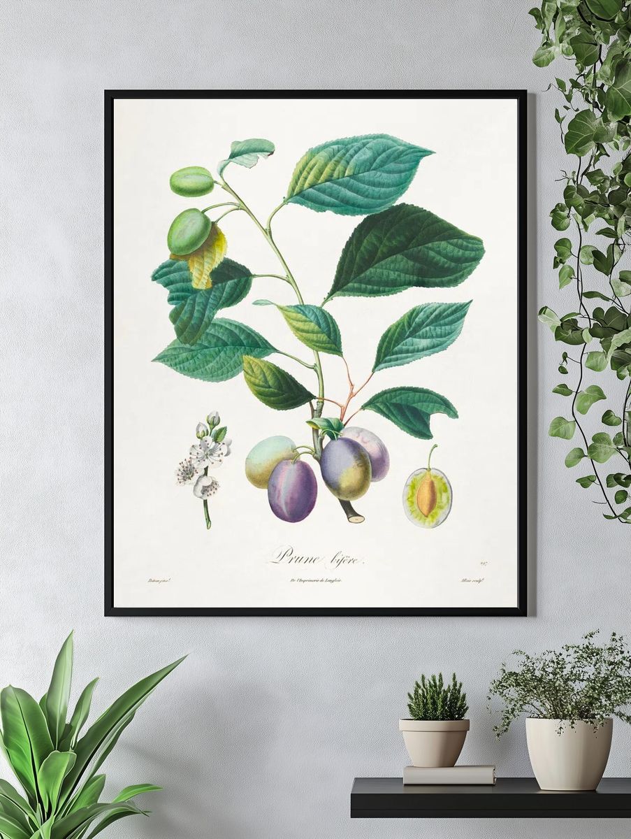 Traité des arbres fruitiers: Prune. — room view 4