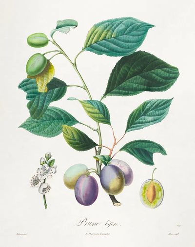 Traité des arbres fruitiers: Prune.