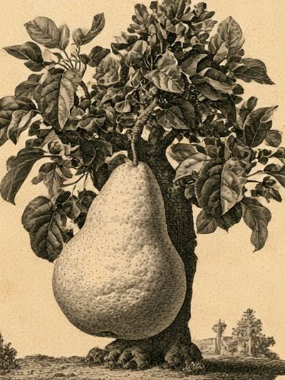 Pear Tree Botanical Print.
