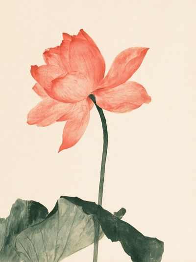 Coral Lotus Botanical Print.