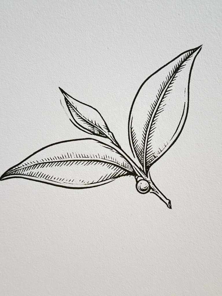 Botanical Leaf Sketch Print. poster detail
