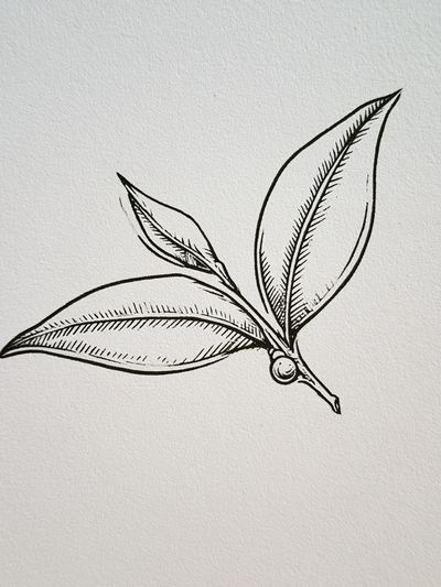 Botanical Leaf Sketch Print.