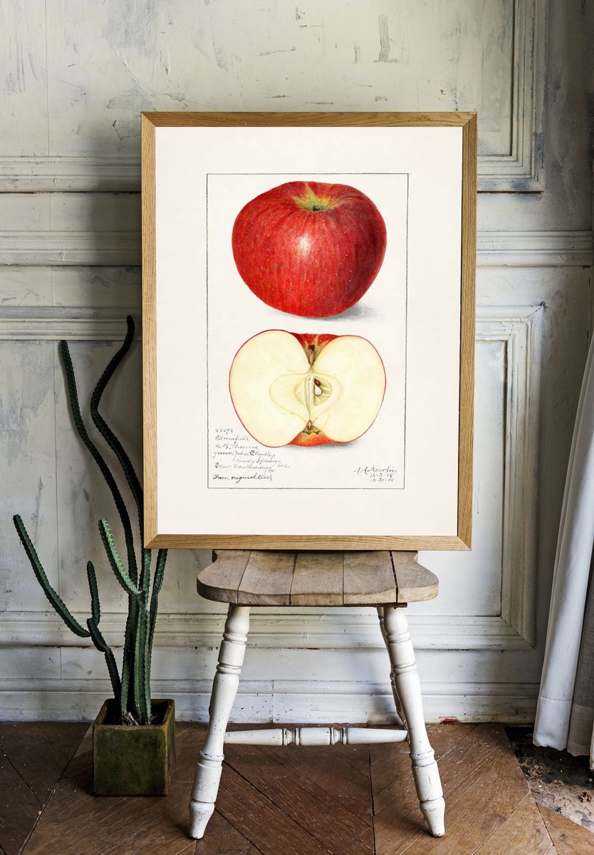 Apples (Malus Domestica) (1908) Amanda. room preview