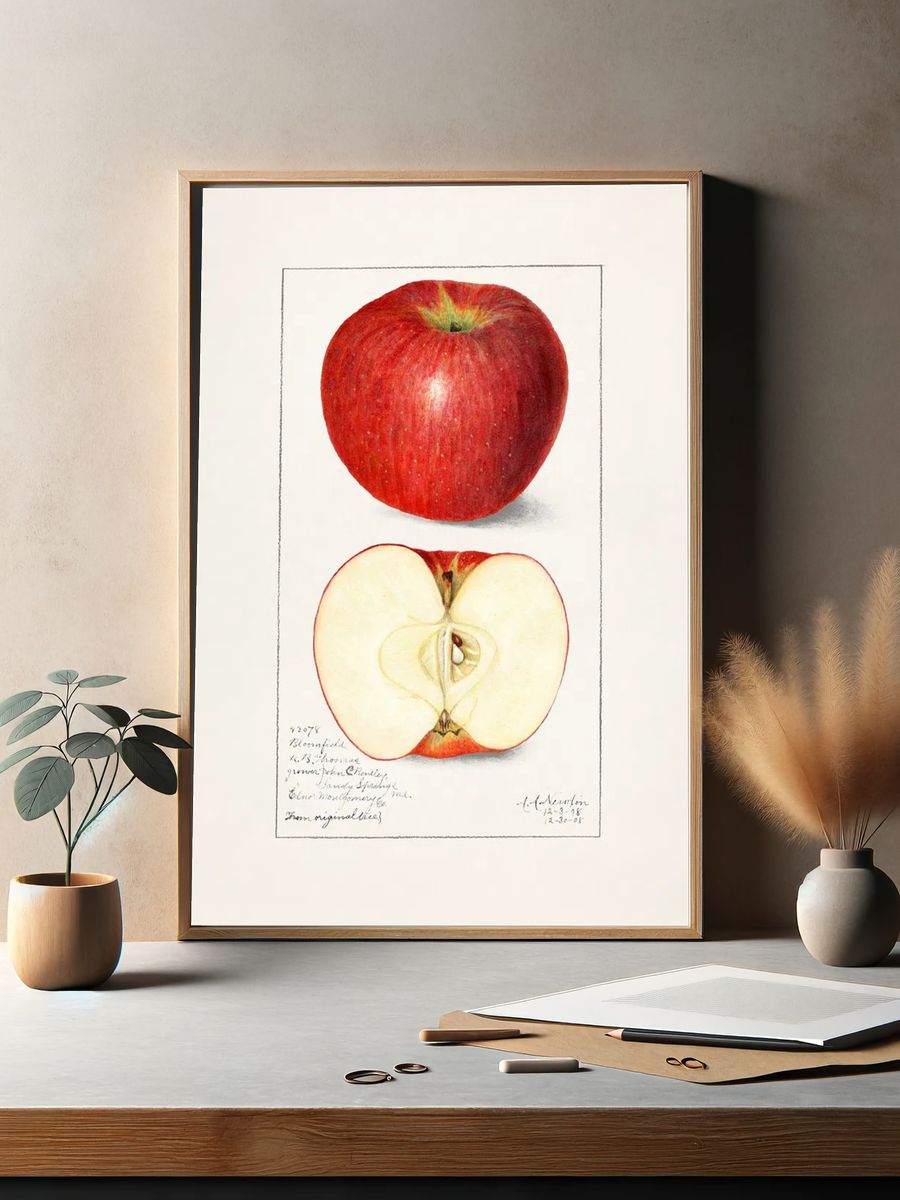 Apples (Malus Domestica) (1908) Amanda. — room view 2
