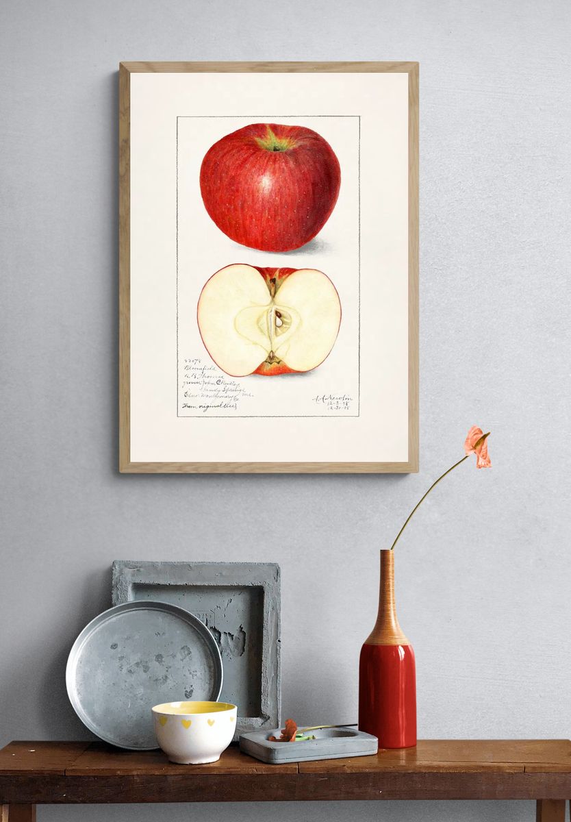 Apples (Malus Domestica) (1908) Amanda. — room view 3