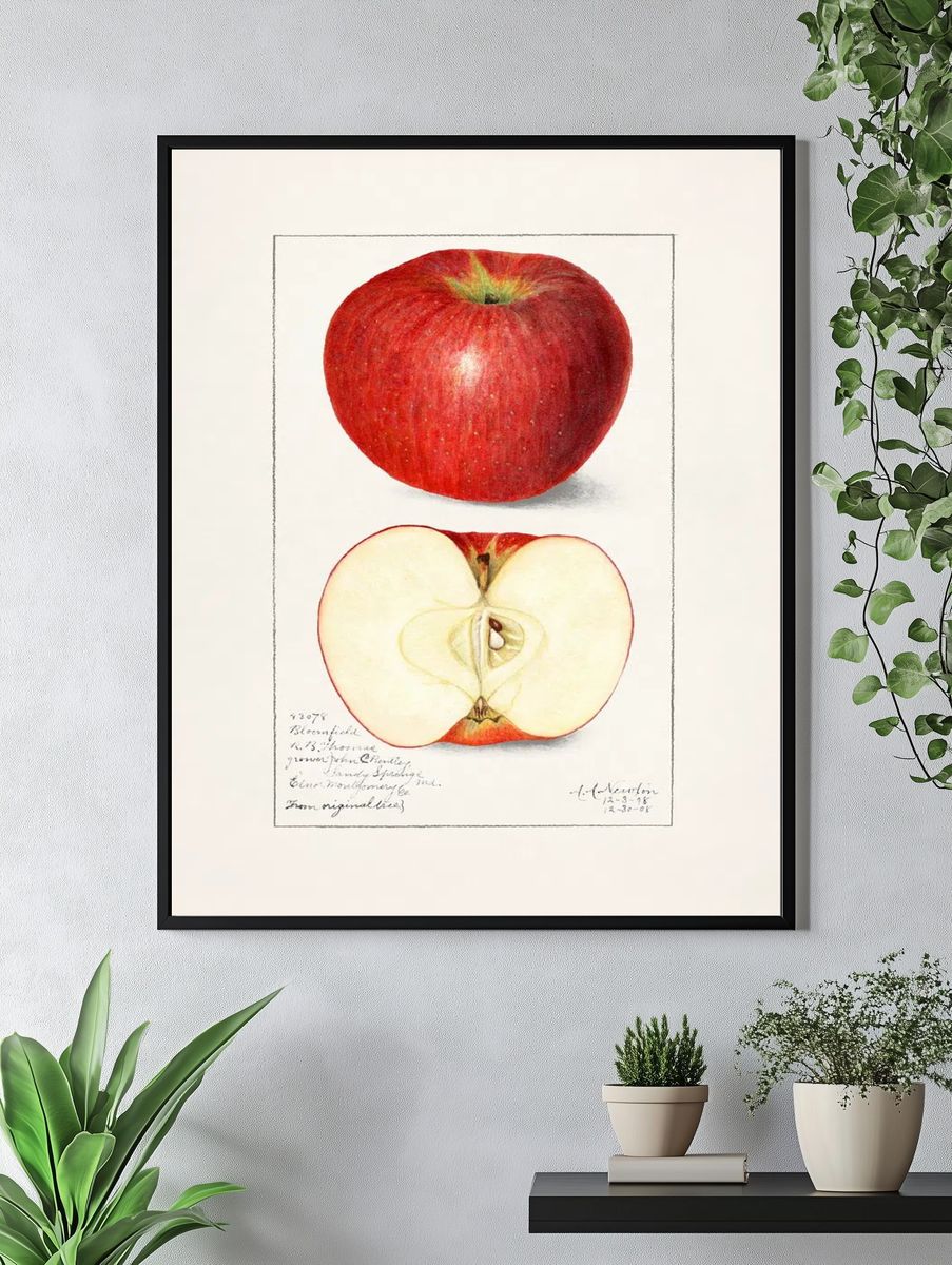 Apples (Malus Domestica) (1908) Amanda. — room view 4