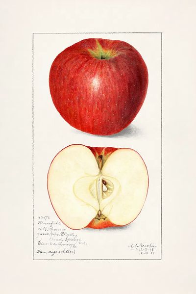 Apples (Malus Domestica) (1908) Amanda.