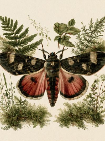 Moth Botanical Illustration Poster.