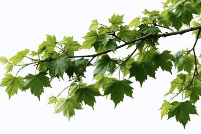 Green Maple Branch Botanical Print.