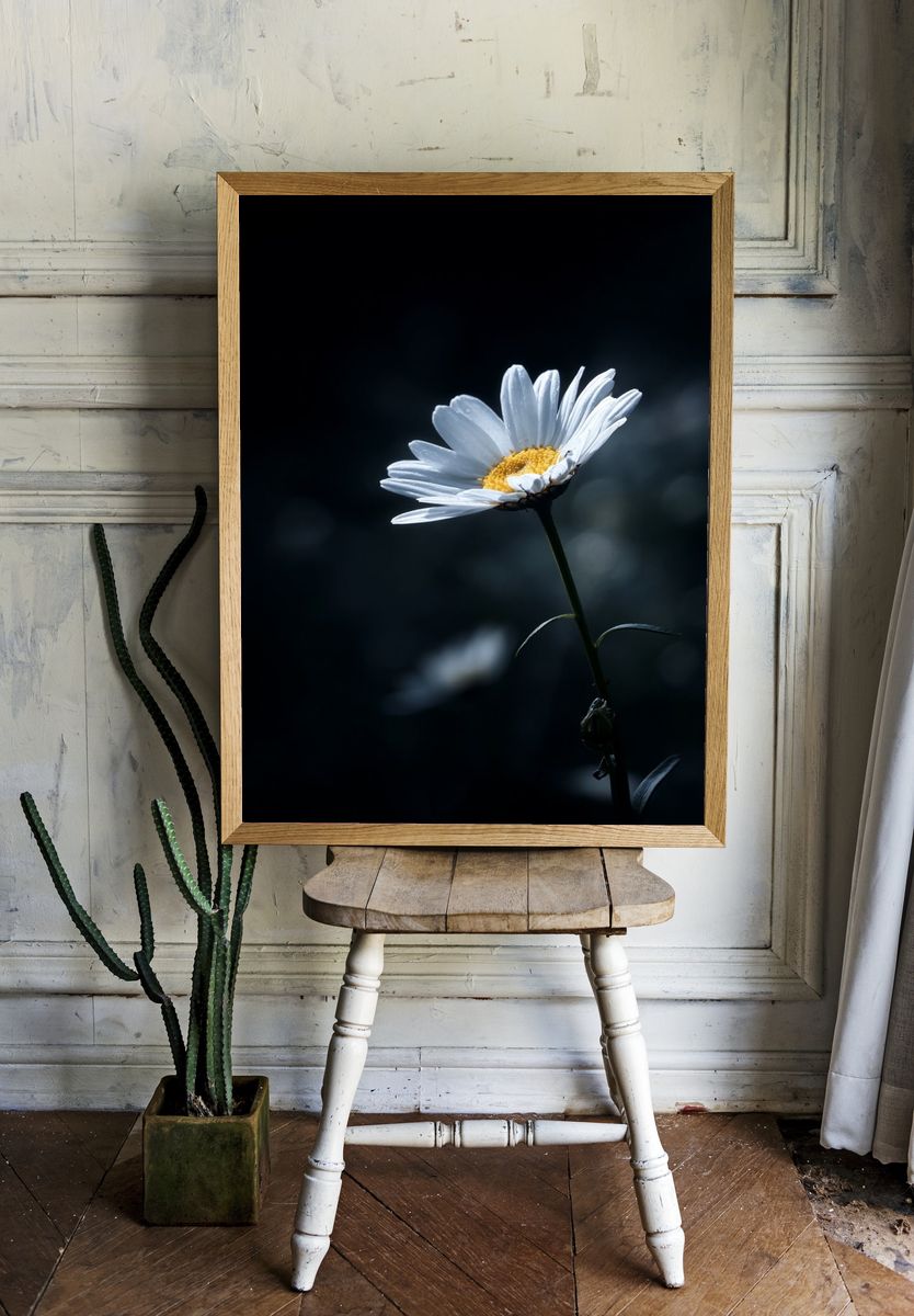 White Daisy Bloom Photography Poster. room preview