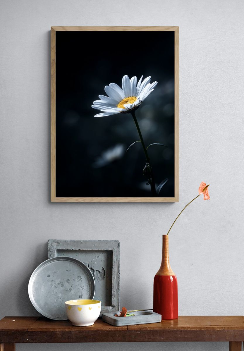 White Daisy Bloom Photography Poster. — room view 3