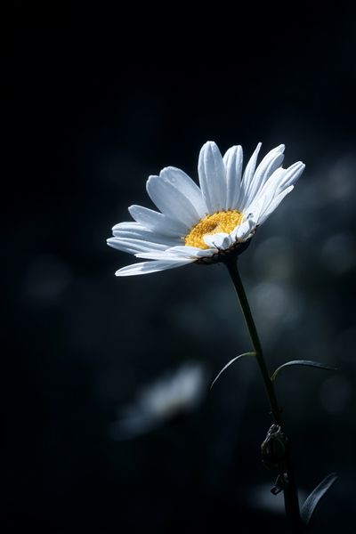 White Daisy Bloom Photography Poster. poster