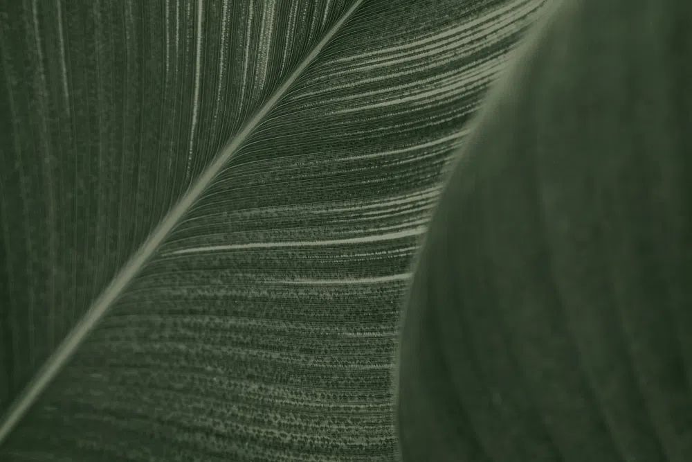 Close green Cigar flower leaves. poster detail