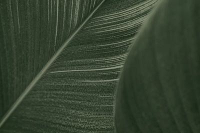 Close green Cigar flower leaves. poster