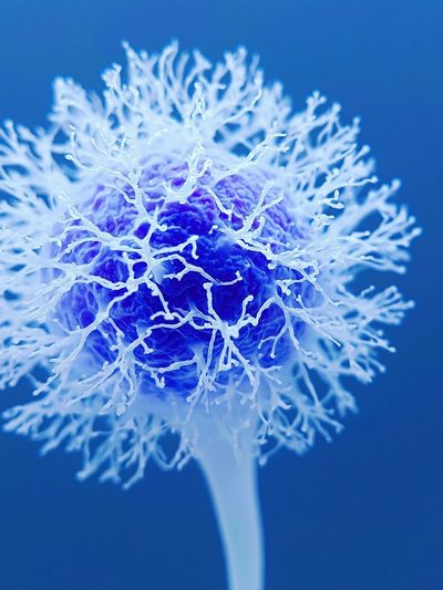 Blue Coral Bloom Botanical Print.
