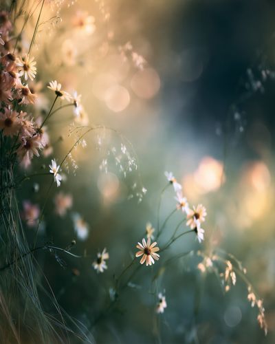 Dreamy Wildflower Meadow Print.