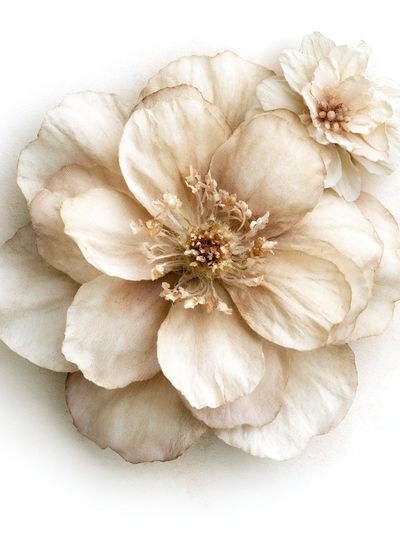Cream Blossom Botanical Print.