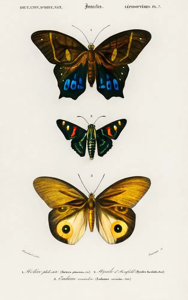 Different types butterfly illustrated Charles. poster — botanical art