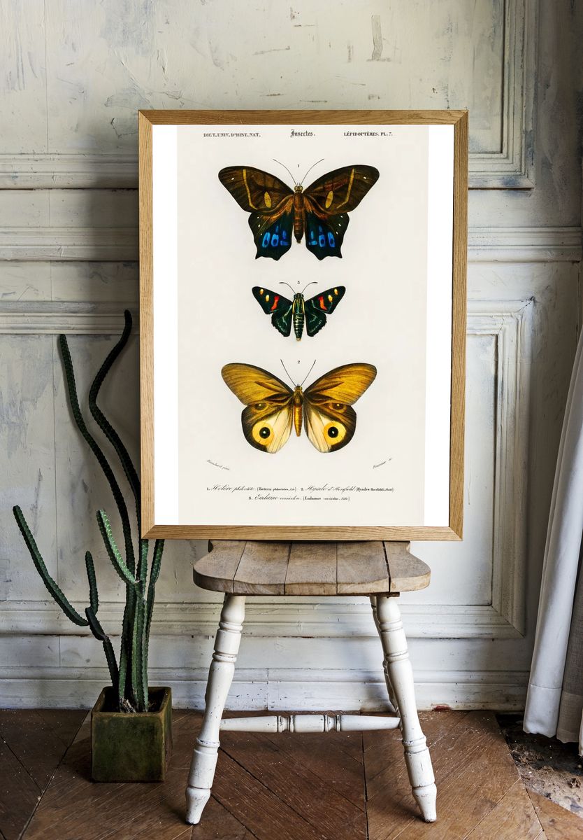 Different types butterfly illustrated Charles. room preview