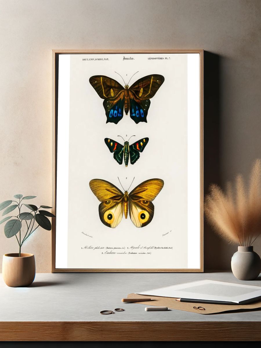 Different types butterfly illustrated Charles. — room view 2