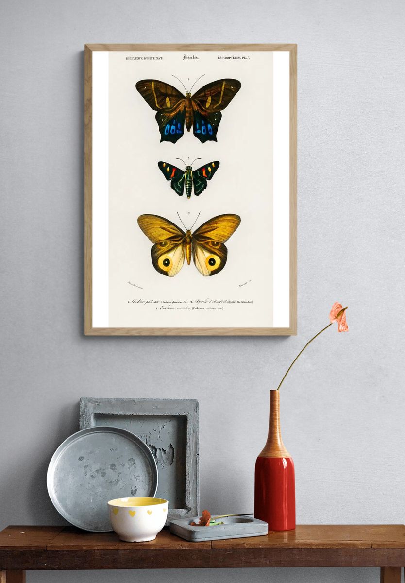 Different types butterfly illustrated Charles. — room view 3