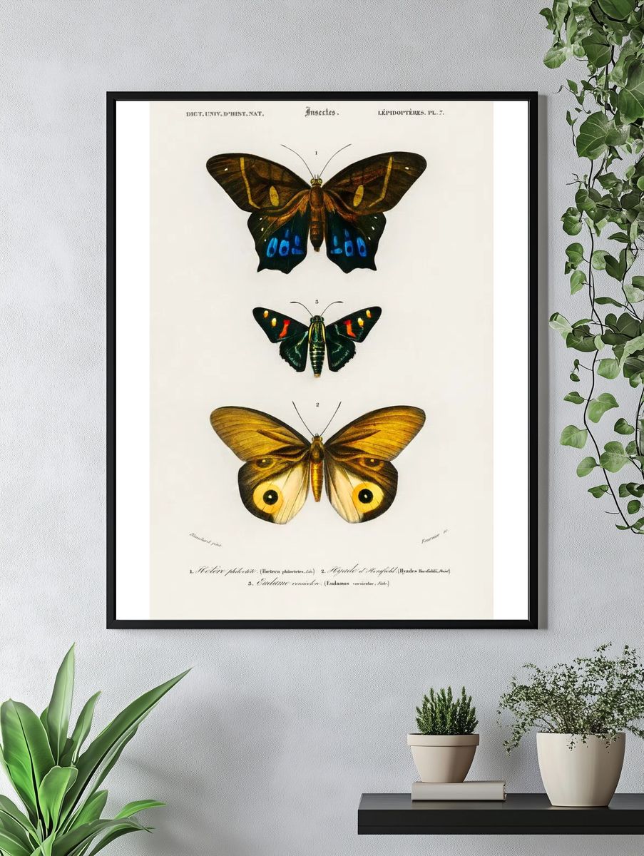 Different types butterfly illustrated Charles. — room view 4