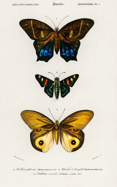 Different types butterfly illustrated Charles.