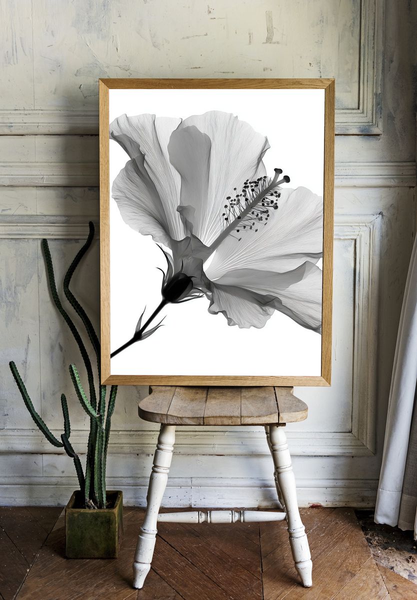 Hibiscus Bloom Black-White Print. — room view 1