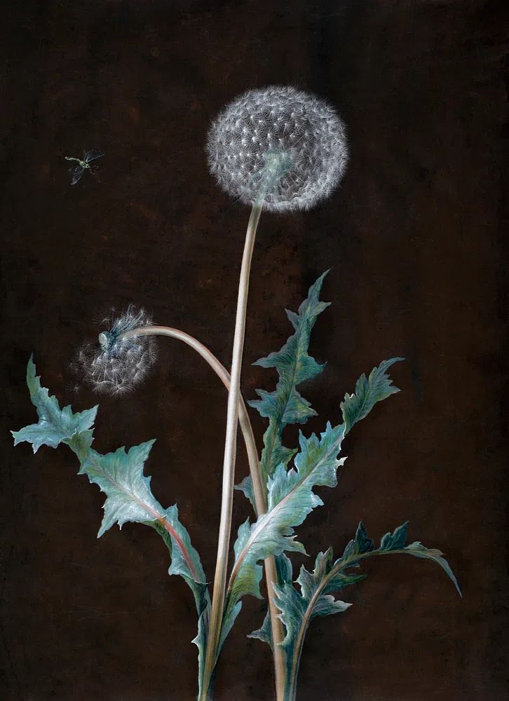 Dandelion (1755) painting high resolution. poster — botanical art