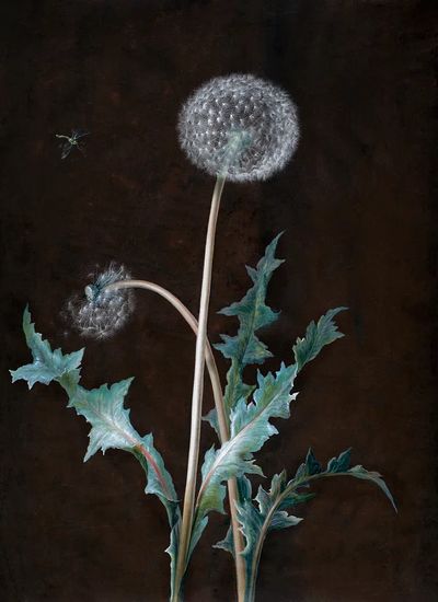 Dandelion (1755) painting high resolution.