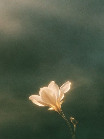 Soft Bloom Botanical Print.