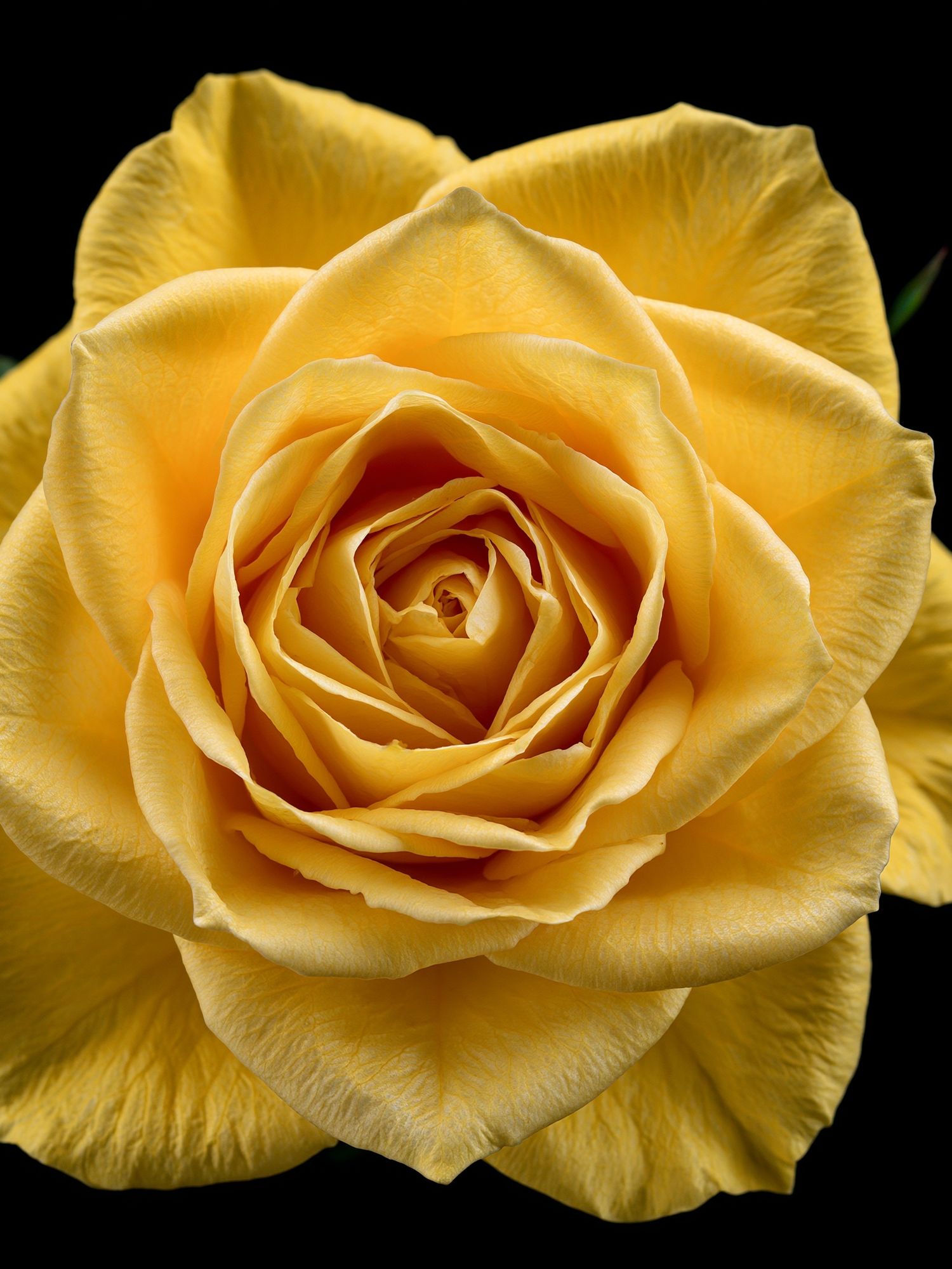Yellow Rose Botanical Print. poster — botanical art