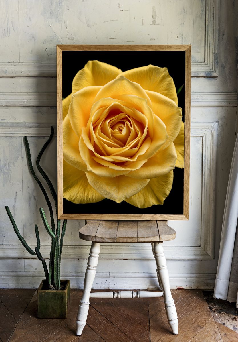 Yellow Rose Botanical Print. room preview